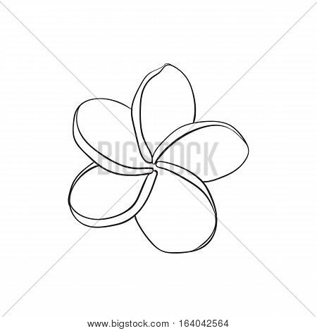 450x470 Single Plumeria, Frangipani Vector Amp Photo Bigstock