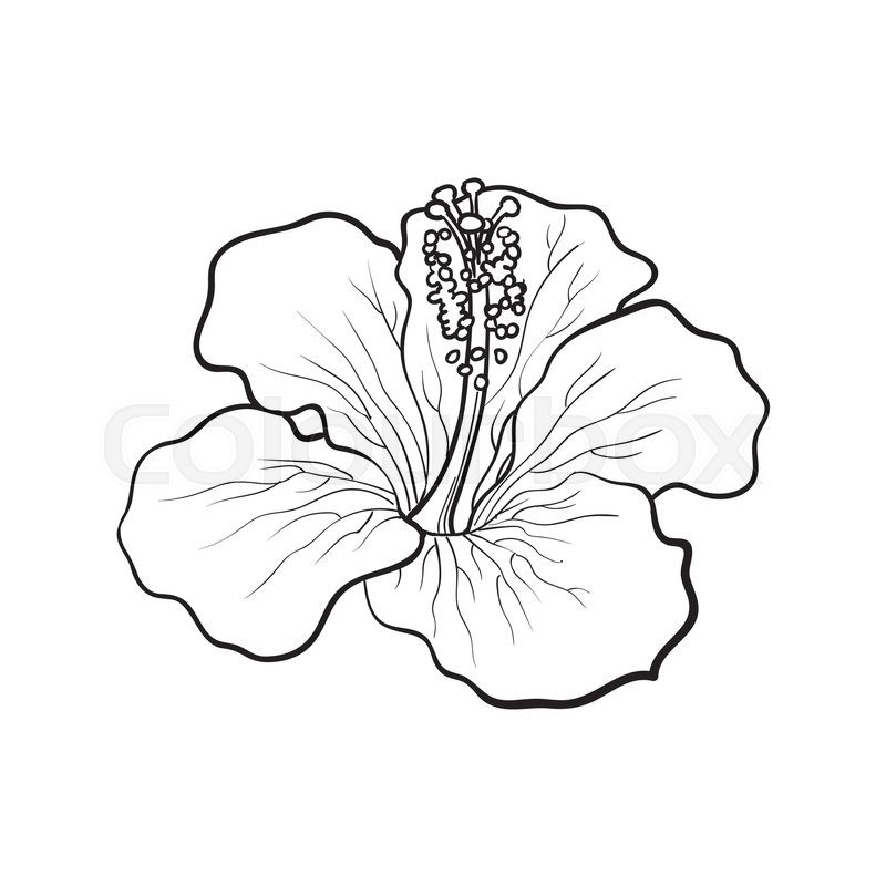 800x800 Single Bright Hibiscus Tropical Flower, Sketch Style Vector