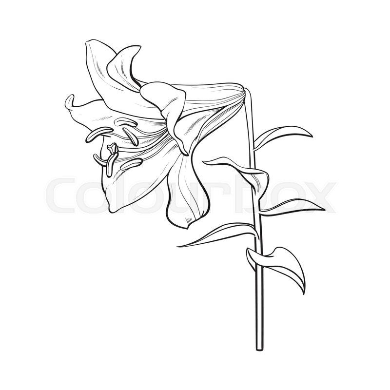 800x800 Single Hand Drawn White Lily Flower With Stem And Leaves, Side