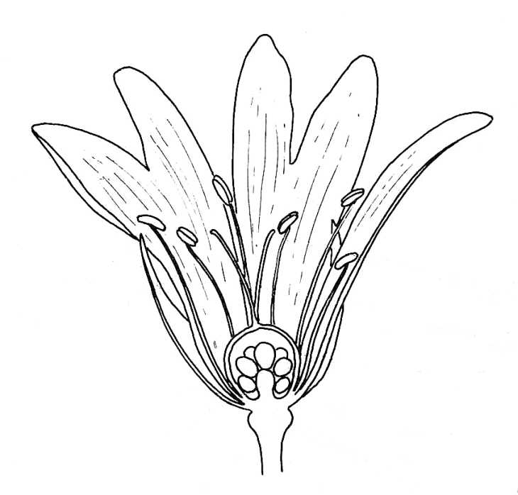 730x698 Stitchwort, Half Flower, Biological Drawing Resources