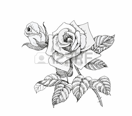 450x396 Flower Sketch Stock Photos. Royalty Free Business Images