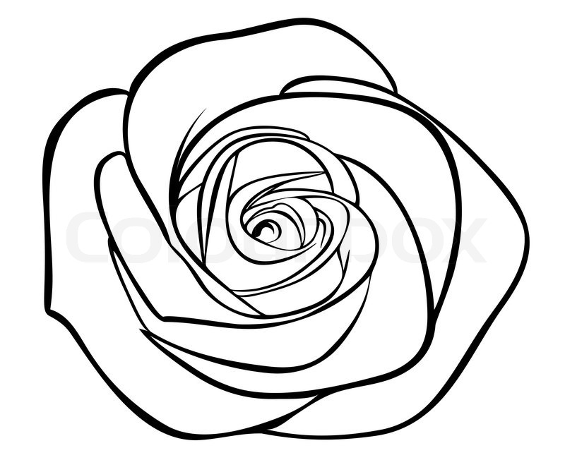 800x669 Black Silhouette Outline Rose, Isolated On White Stock Vector