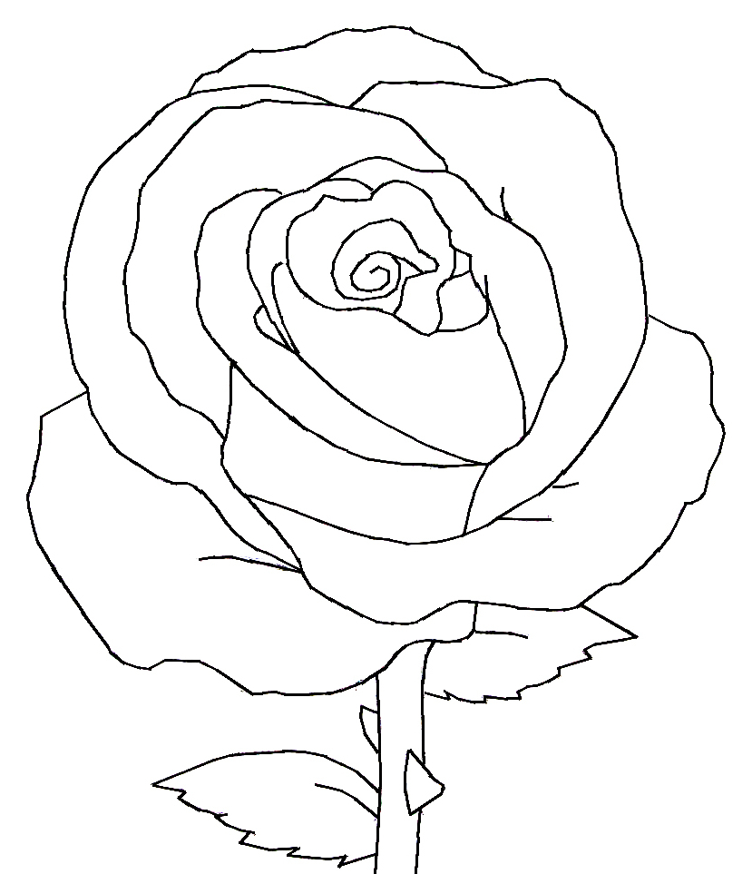 829x963 Rose Flower Black And White Drawing Black Vector Outline Of Single