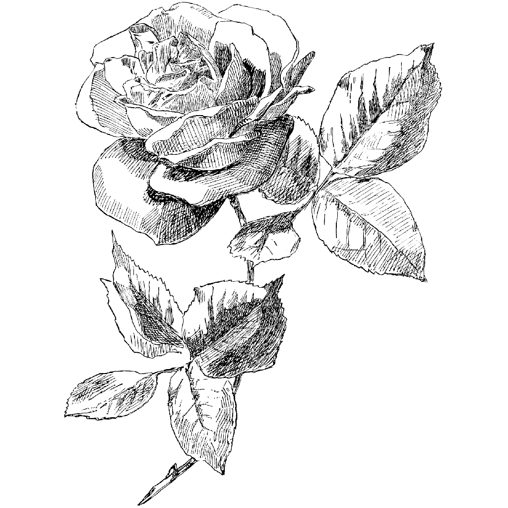 1024x1024 Single Rose 1332n