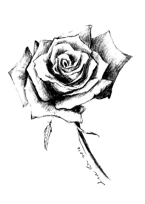 465x656 Single Rose Drawing By Hae Kim