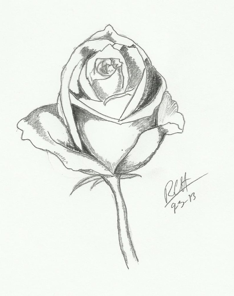 Single Rose Drawing at GetDrawings | Free download