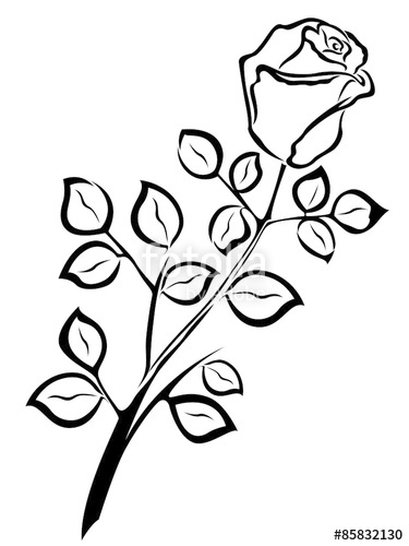 375x500 Black Outline Of Single Rose Flower Stock Image And Royalty Free