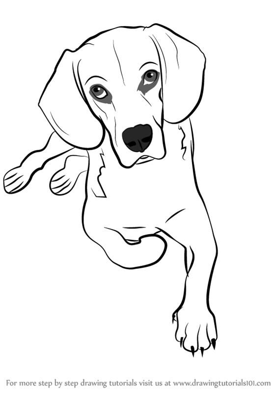 566x800 Learn How To Draw A Sitting Dog (Dogs) Step By Step Drawing
