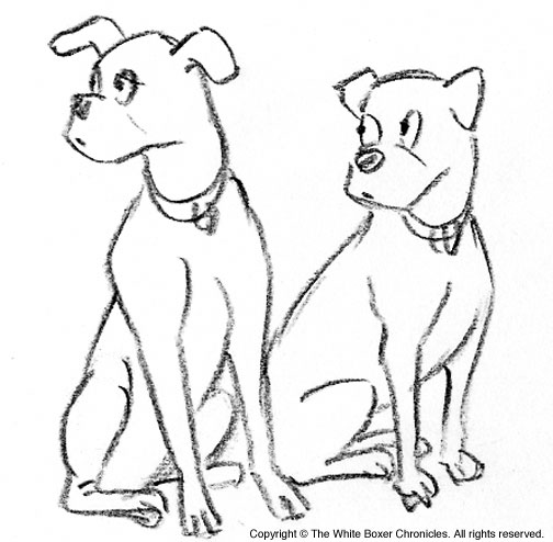 504x494 White Boxer Chronicles