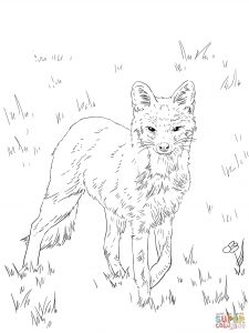 225x300 Sitting Gray Fox For Coloring Page