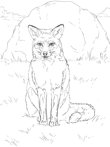 Sitting Fox Drawing at GetDrawings | Free download