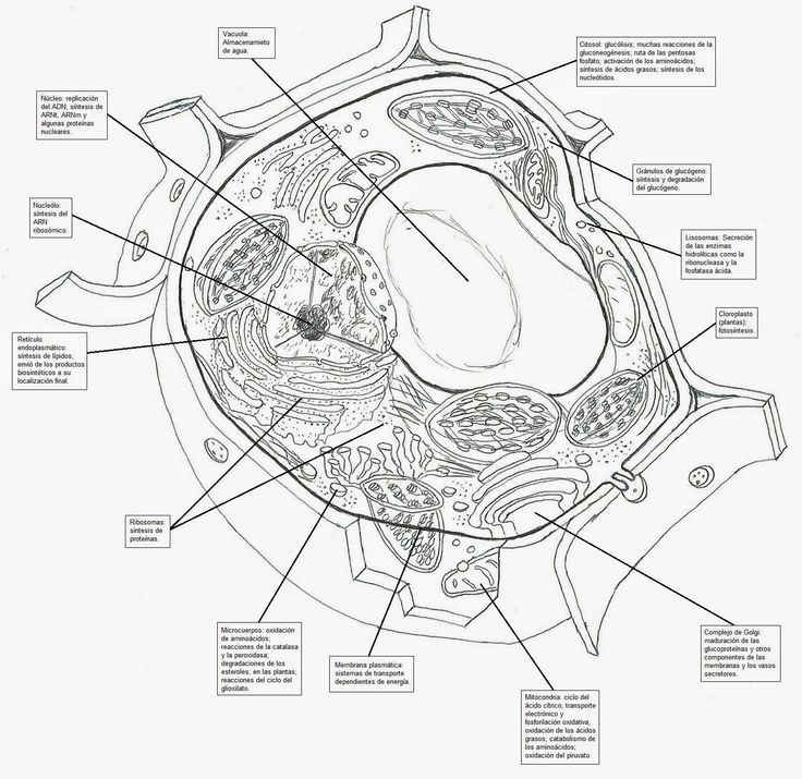 736x715 74 Best L.ab Ideas Images On Fungi, Mushroom Drawing