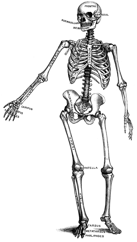 581x1024 Human Skeleton Clipart Etc