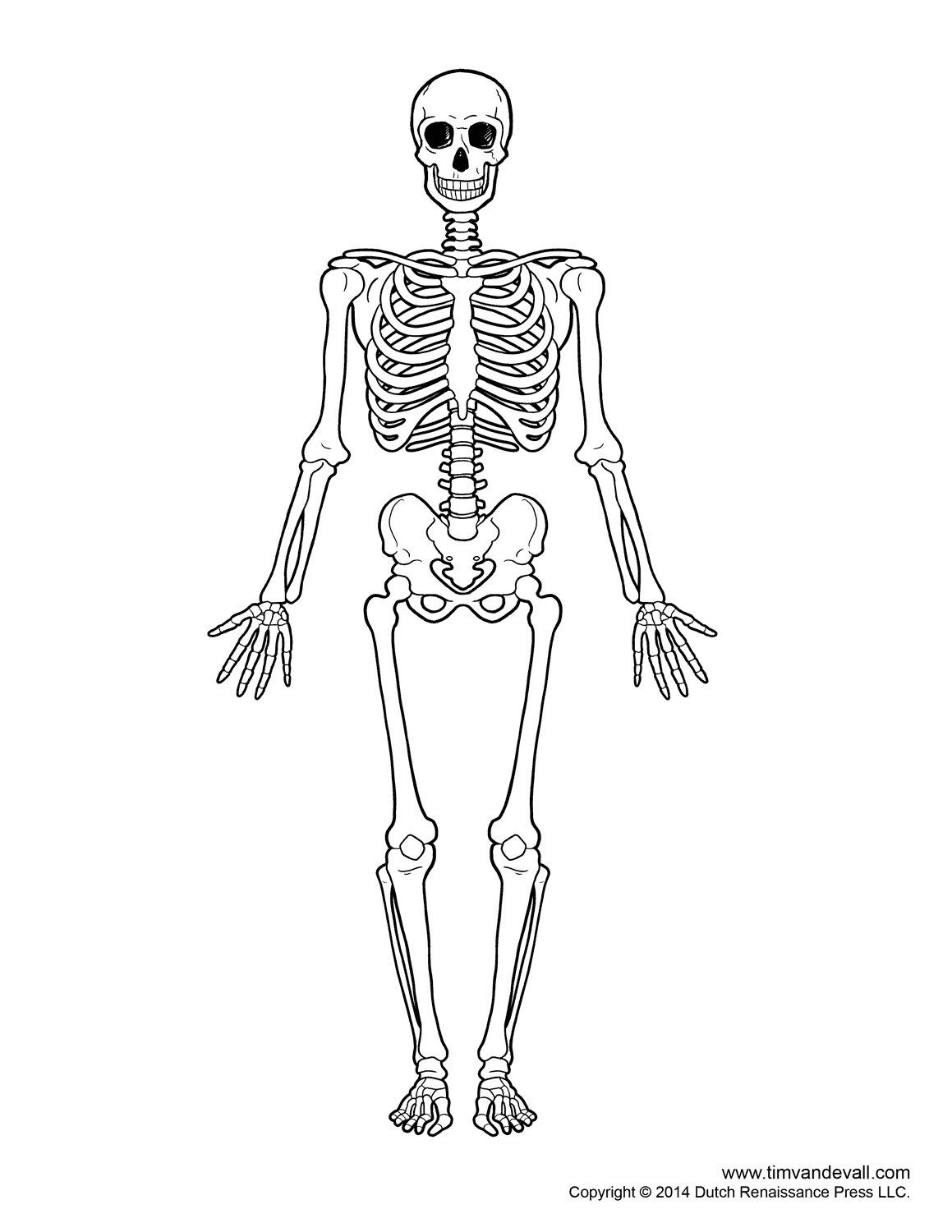 1159x1500 Skeleton Outline With Skeleton Images Collection 41 Chandrakant