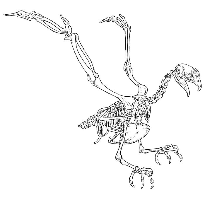 На рисунке изображен скелет птицы. Скелет орла анатомия. Раскраска скелет. Скелет птицы. Скелет эскиз.