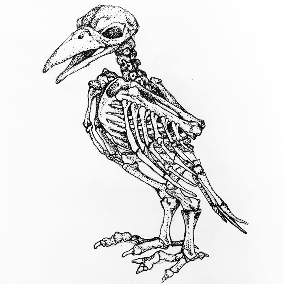 960x960 Bird Skeleton Drawing Anotherera Tictail