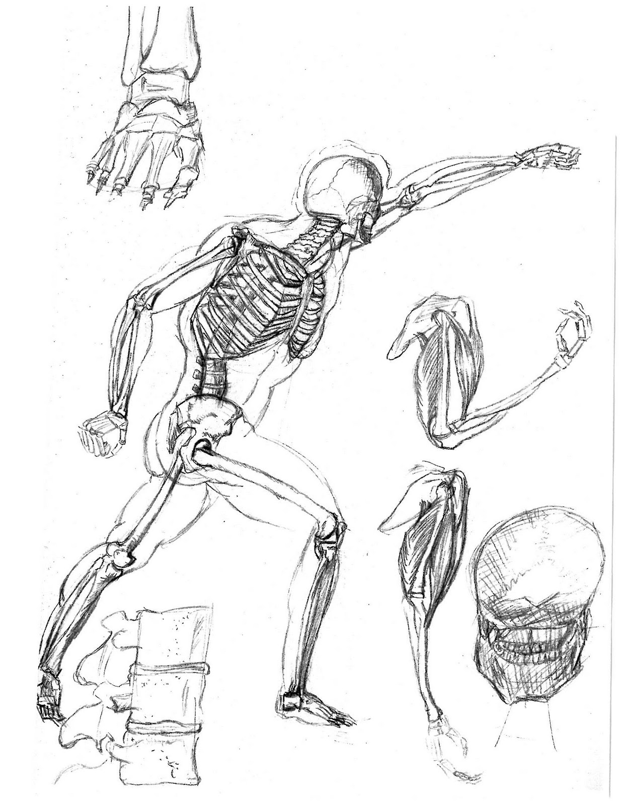 Skeletal System Drawing at GetDrawings | Free download