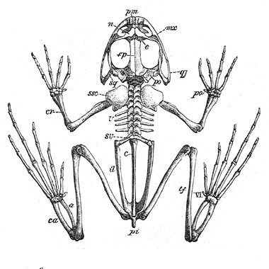380x380 Frog Skeletal Anatomy Science Tips Anatomy