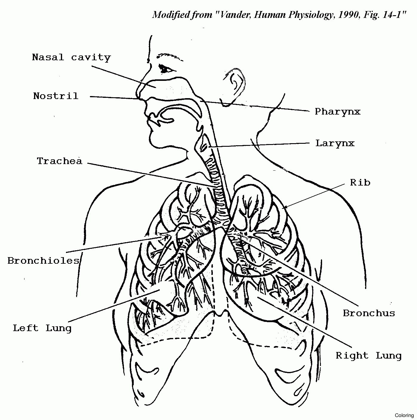 1397x1408 Human Muscles And Their Functions Skeleton A Skeletal System