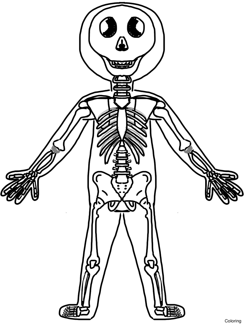 936x1248 Human Skeleton With Labels Hd Page Whole Skeletal System Coloring