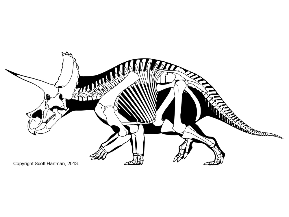 1000x750 Ornithisciansscott Hartman's Skeletal