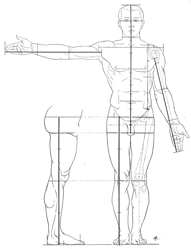 616x800 17 Best Anatomy Proportions And Skeletal System Images