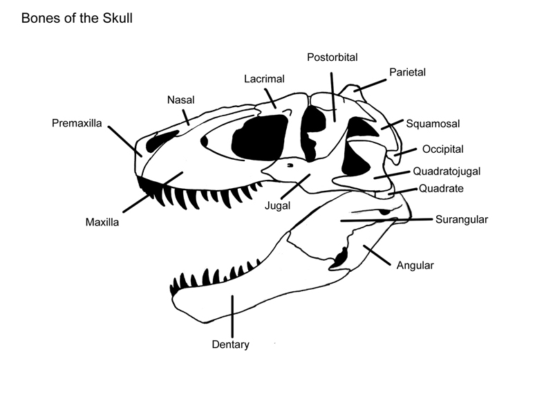 800x600 Skeletal Drawing