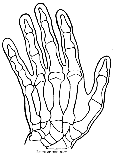 Skeletal Hand Drawing at GetDrawings | Free download