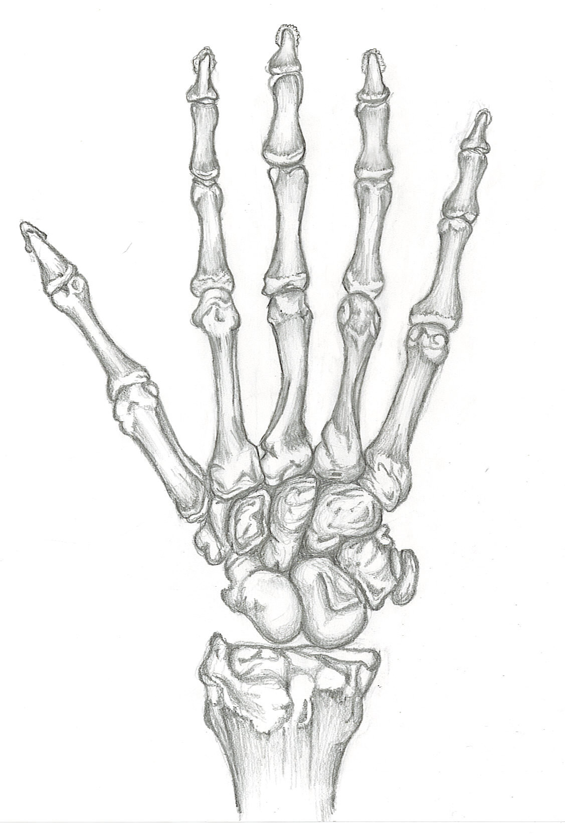 Skeletal Hand Drawing at GetDrawings.com | Free for personal use