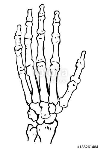 334x500 Vector Illustration Hand Bones Outline Drawing. Orthopedic Human