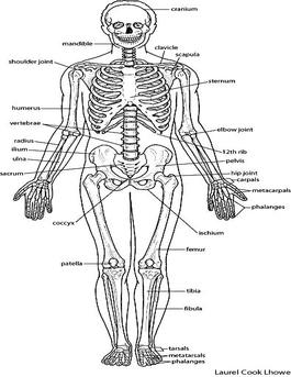 265x343 Immelorgansystems