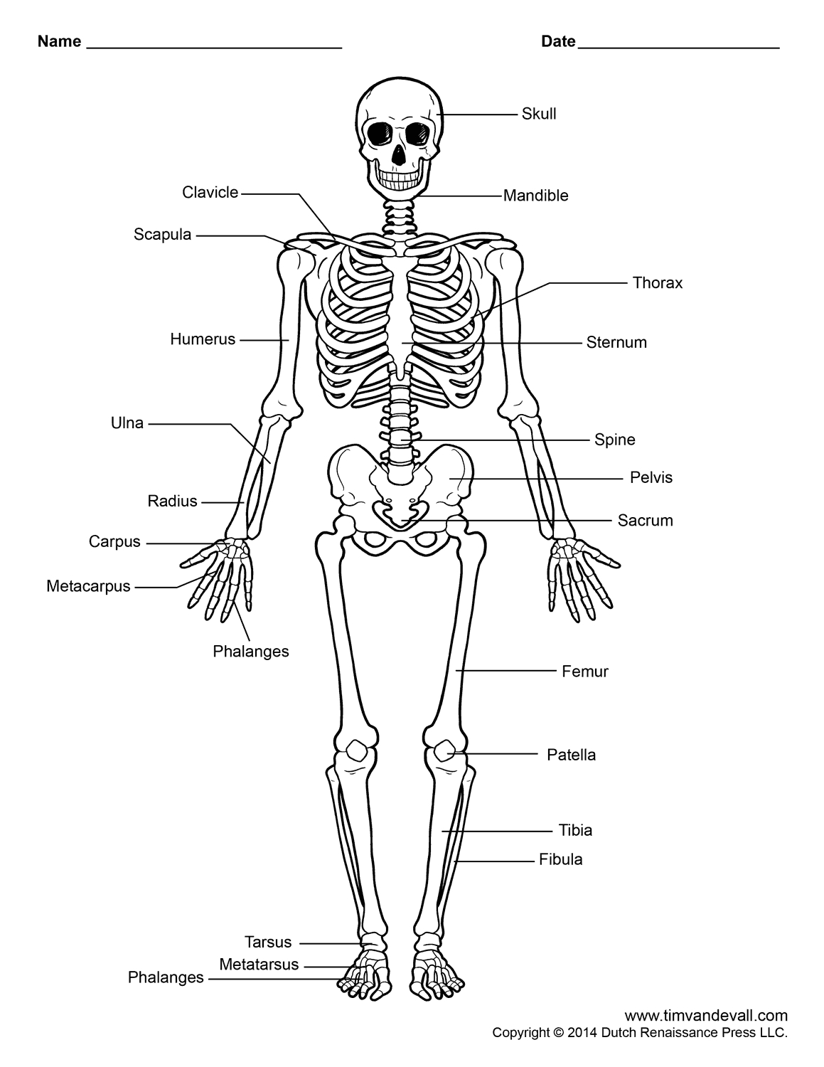 1159x1500 Pictures Of Human Skeleton And Their Label Skeletal System Labels