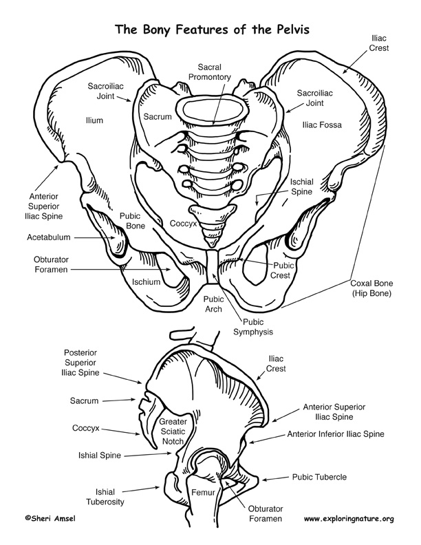 612x792 An Introduction To Skeletal System