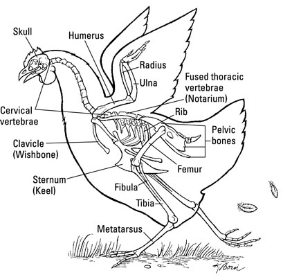 409x400 The Skeleton Of A Chicken