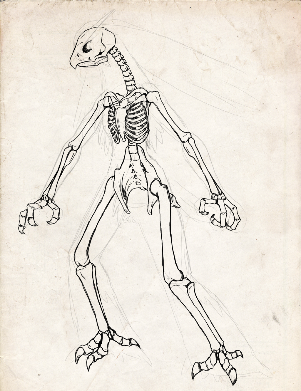 1024x1331 Pokemon Skeletons By Chibi Pika