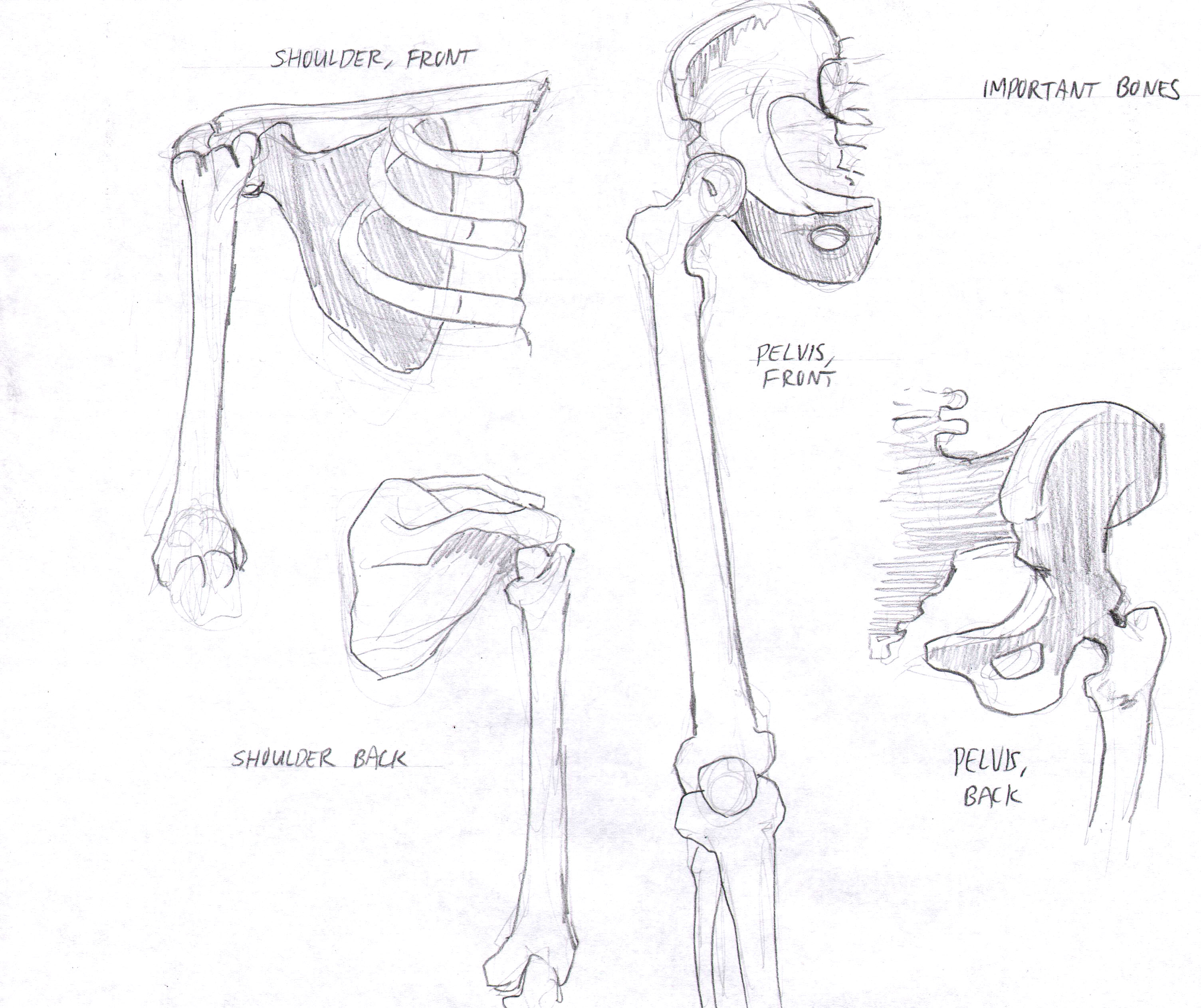 3008x2526 Male Figure Illuminating Loomis