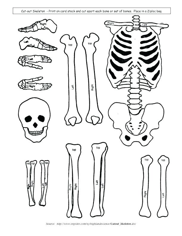 612x792 Skeleton Pictures For Kids To Color Body Skeleton Colouring Pages