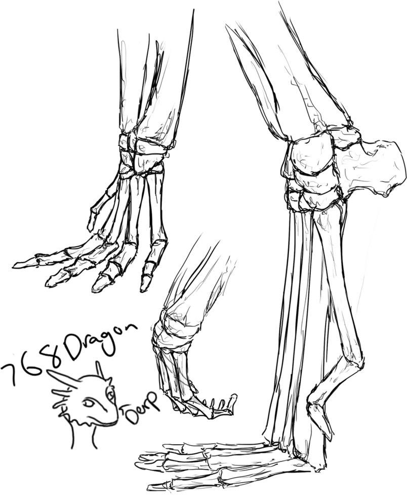 804x994 Dragon Foot Skeleton By 768dragon