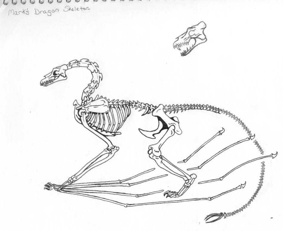 948x775 Gale Mark's Dragon Skeleton By 7dragondame7