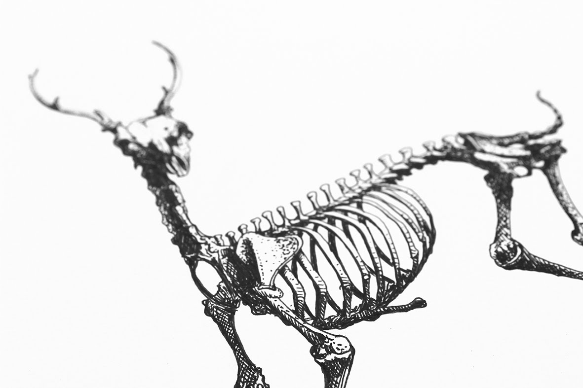 1181x787 Draw A Deer Skeleton Using Ink Pen