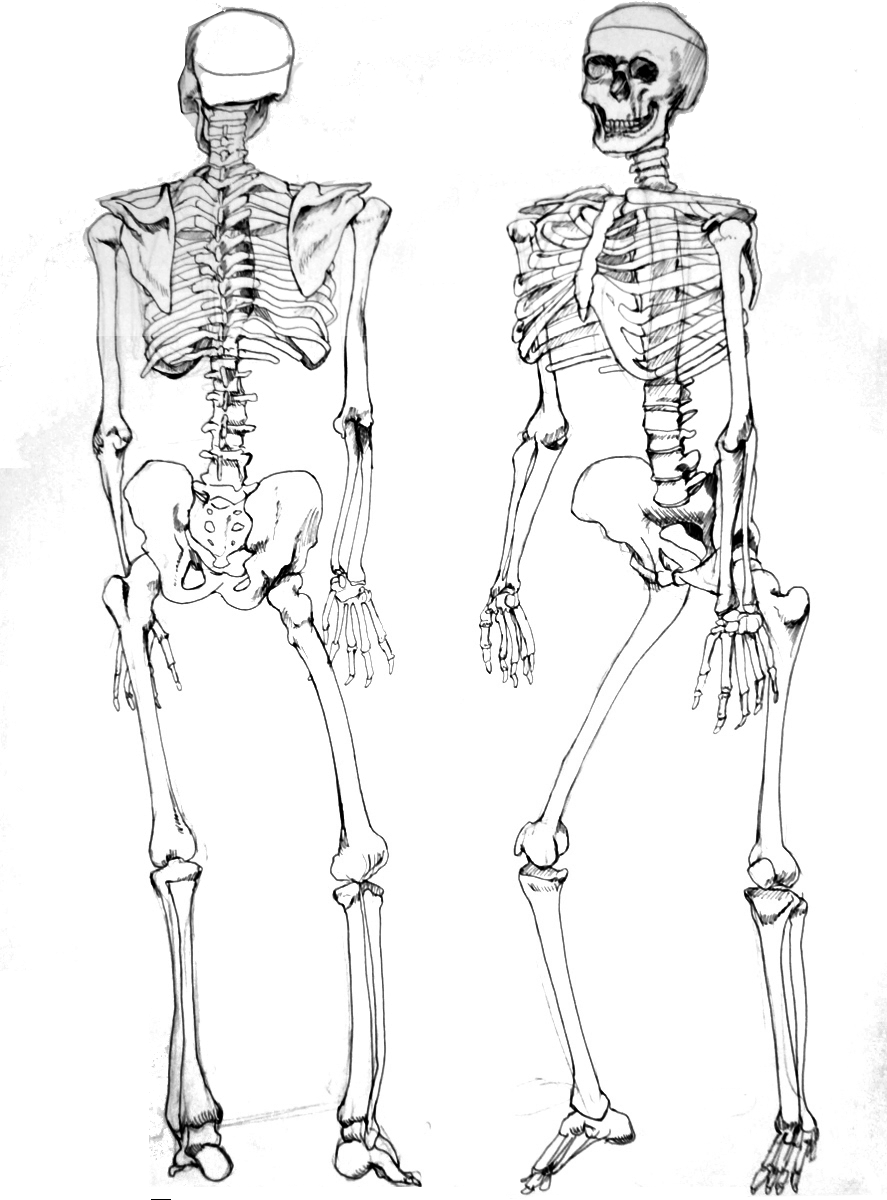 887x1200 Figure Drawing Skeleton By Lycanthropeful