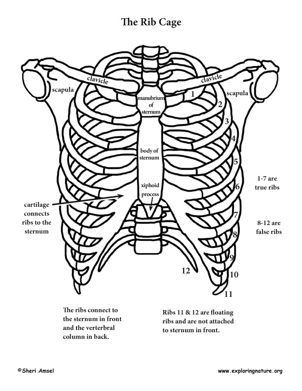 612x792 Human Skeleton Easy To Draw Tenderness.co