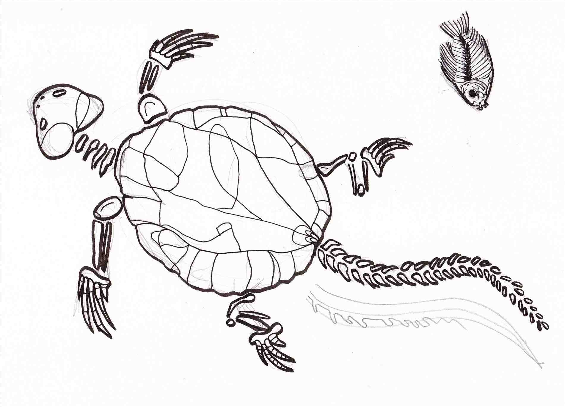 1900x1370 Easy Drawings Of Fossils