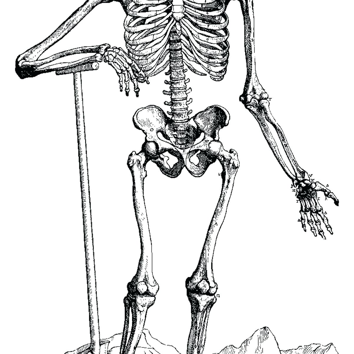 Зачем скелет. Человеческий скелет. Скелет рисунок. Скелет нагнулся. Скелет человека рисунок.