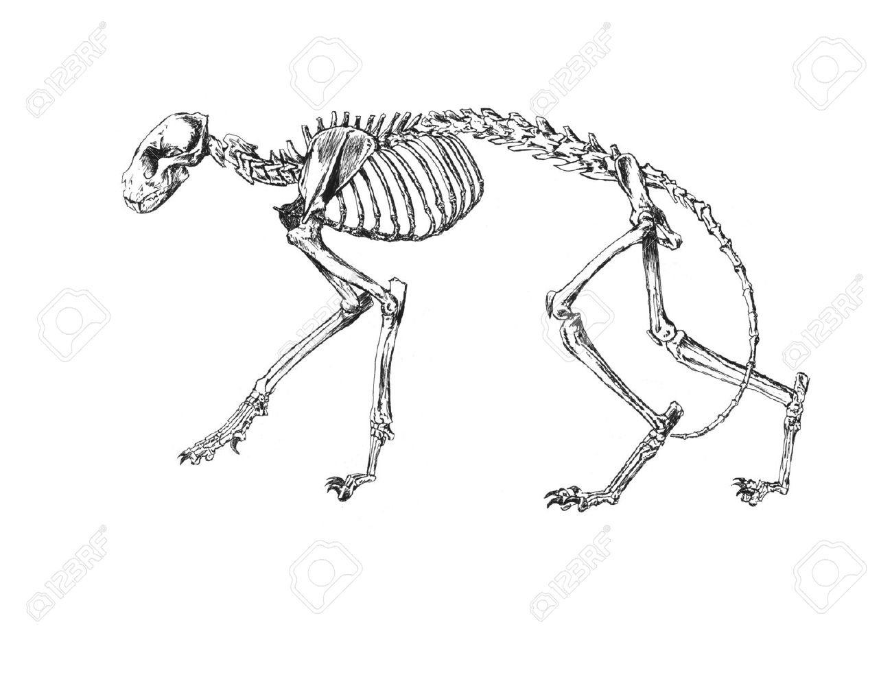 1300x1003 Drawing Of Cat Skeleton Stock Photo, Picture And Royalty Free