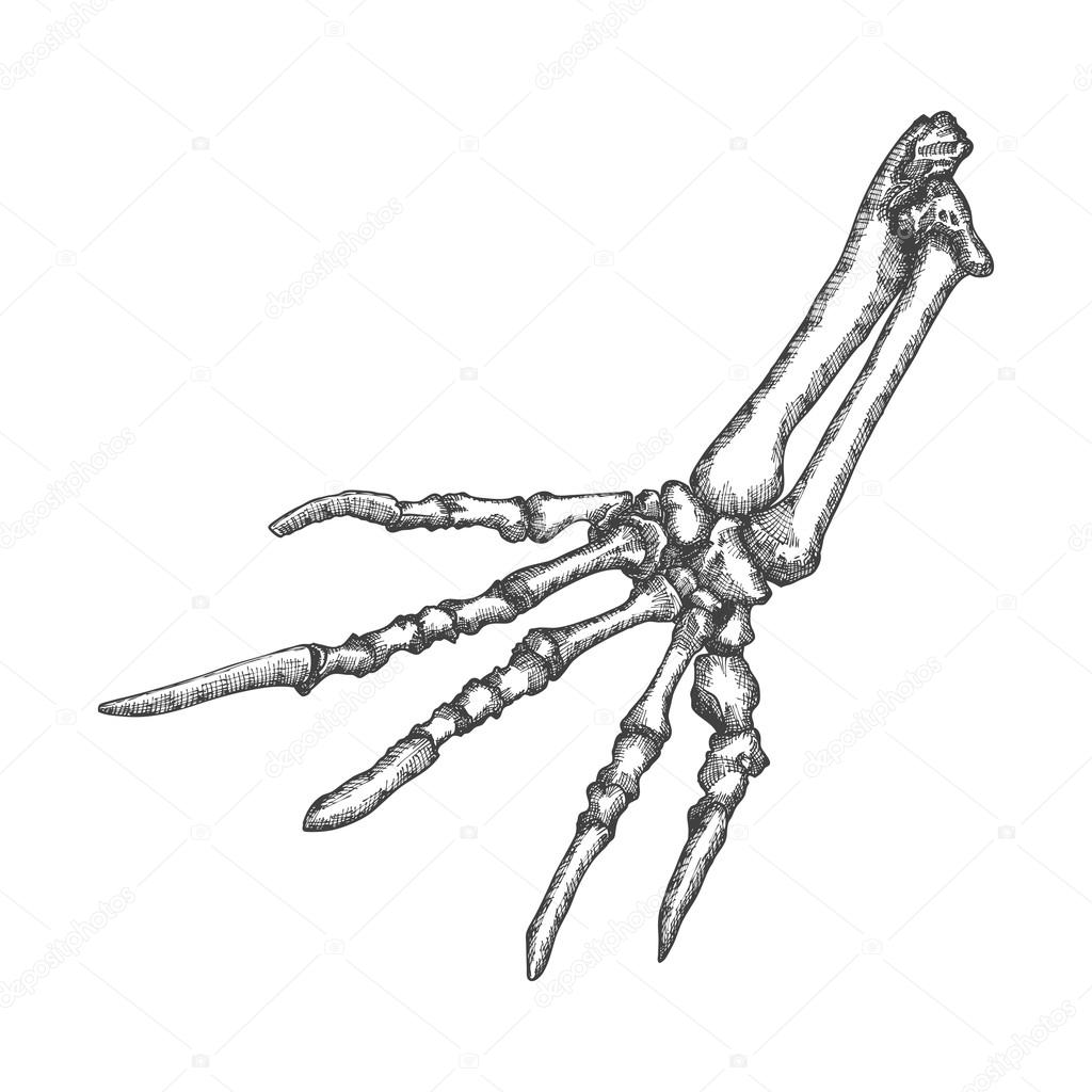 1024x1024 Lizard Bones Of The Hand Sketch Stock Photo Goldenshrimp