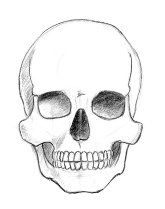 334x422 Sonjebasaland Anatomy