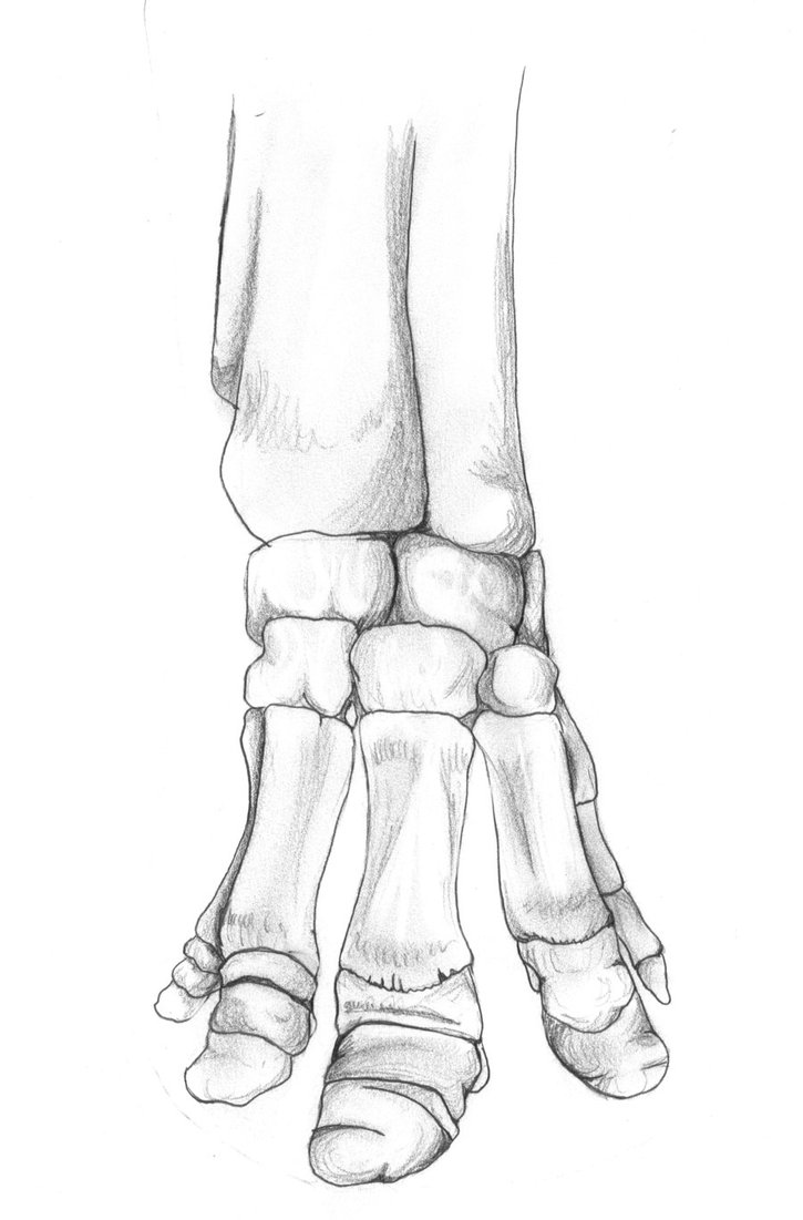 725x1101 Elephant Foot Skeleton By Lacie Lady Lynx
