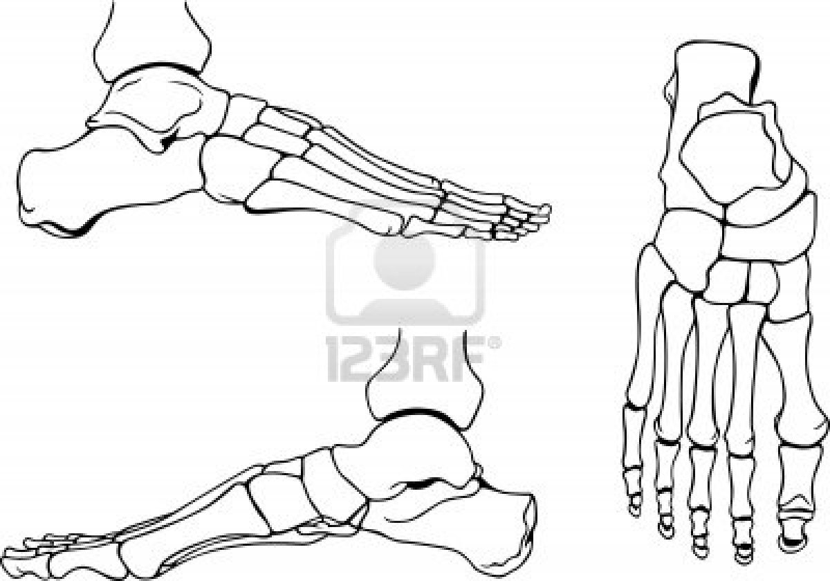 1200x840 Foot Bones Stock Photo