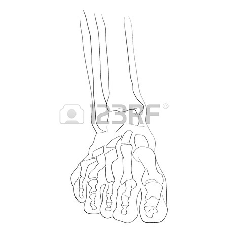 450x450 Illustration Of The Skeleton Of The Foot On A Low And A High